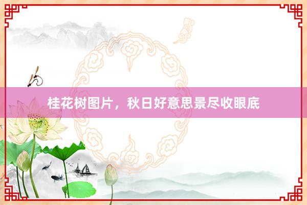 桂花树图片，秋日好意思景尽收眼底