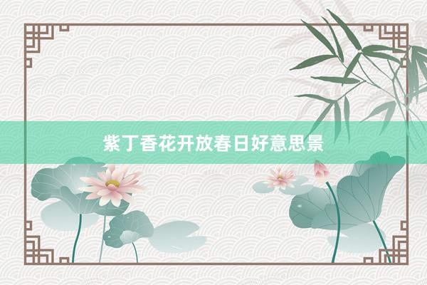 紫丁香花开放春日好意思景